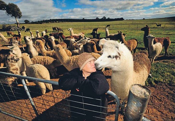 Shear luxury from cutting edge farming