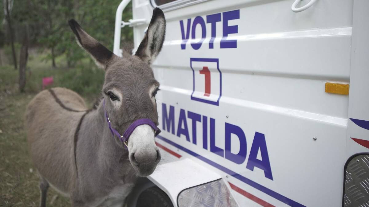 Matilda the long-eared, long-lived election candidate. Photo: AKF