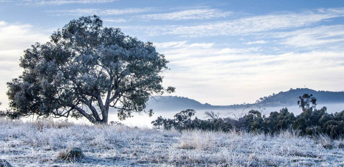 Chris Blunt's shot of a frosty morning in suburban Macarthur bushland Photo: Chris Blunt
