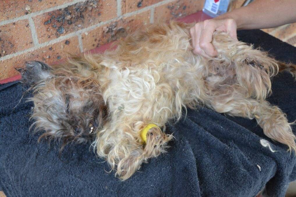 The RSPCA were forced to put "Lucky" down after finding him with flystrike last year. Photo: Supplied by RSPCA