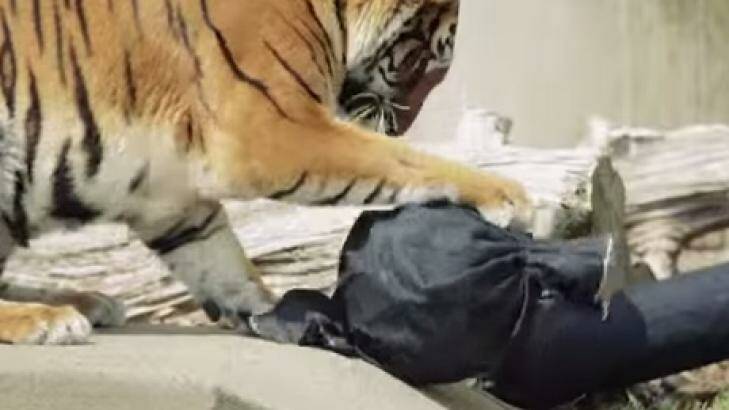 A tiger at a zoo in China attacks toys covered in denim. The cloth was then used to make jeans. Photo: YouTube