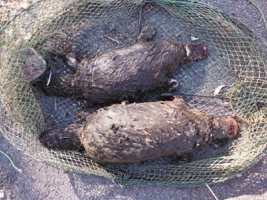 Two platypuses were killed in an illegal yabby net. Photo: Territory and Municipal Services