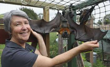 Marg Peachey from animal rescue organisation, ACT Wildlife, at her home in Kambah, with injured Grey Headed Flying Foxes that she is rehabilitating. Photo: Graham Tidy