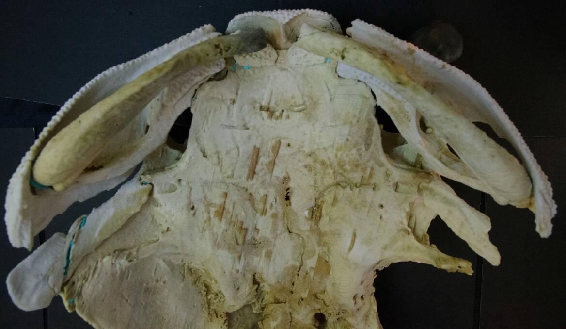 A 3D printout of the Burrinjuck fish fossil specimen in ventral view, showing the jaws reassembled in position against the braincase. Photo: supplied