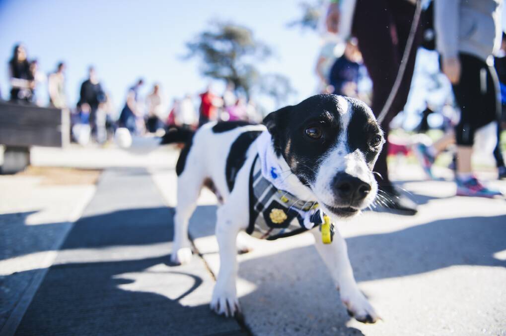 An enthusiastic participant in last year's Million Paws Walk in Canberra.