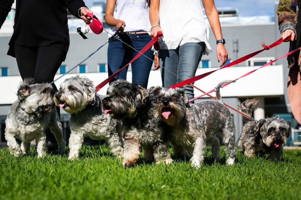 Maggie (far right), one of more than 40 dogs rescued by RSPCA inspectors from a puppy factory in 2010, and four of the six puppies, are ready for the Albert Park Million Paws Walk on May 15. Photo: Chris Hopkins