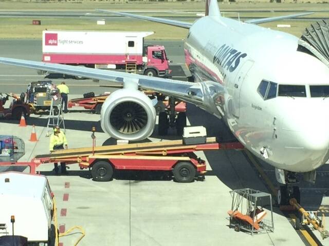 A dog being loaded on to a Qantas flight in Canberra. Photo: Supplied