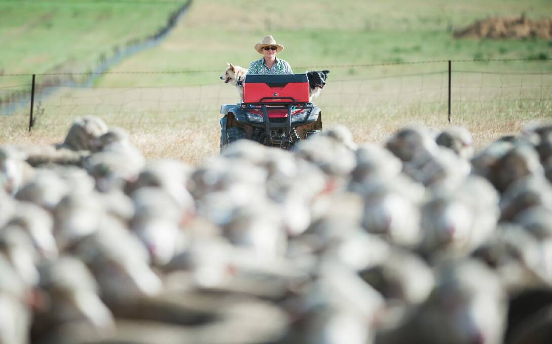 Allison Harker mustering sheep at Vale View. Photo: Sitthixay Ditthavong