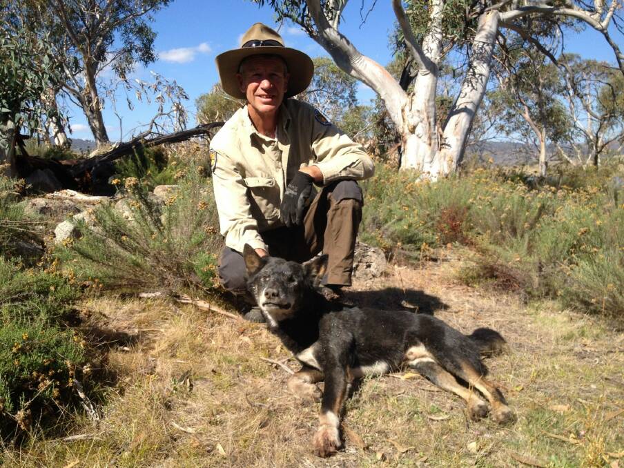 Glen Dixon with the cunning old dog that took five years to trap in Kosciuszko National Park. Photo: Supplied