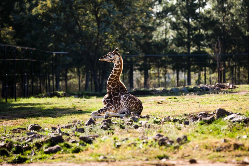 Baby giraffe Kebibi is one of the new residents at Canberra's National Zoo and Aquarium. Photo: Jamila Toderas
