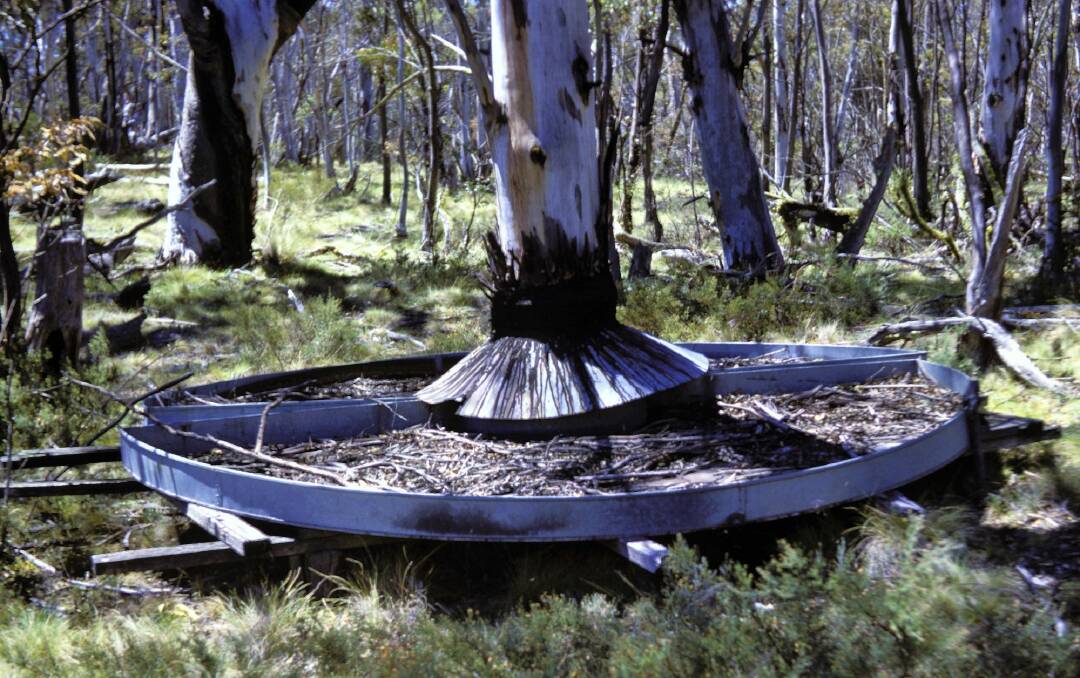 A collection tray or âskirtâ added to this snow gum circa 1960 for scientific purposes. Photo: Supplied