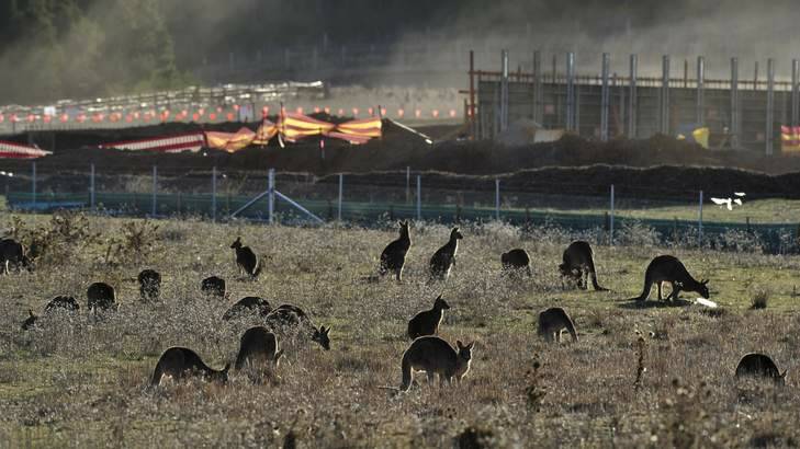 Mob of Kangaroos near the Mount Majura Vineyard. Photo: Jay Cronan