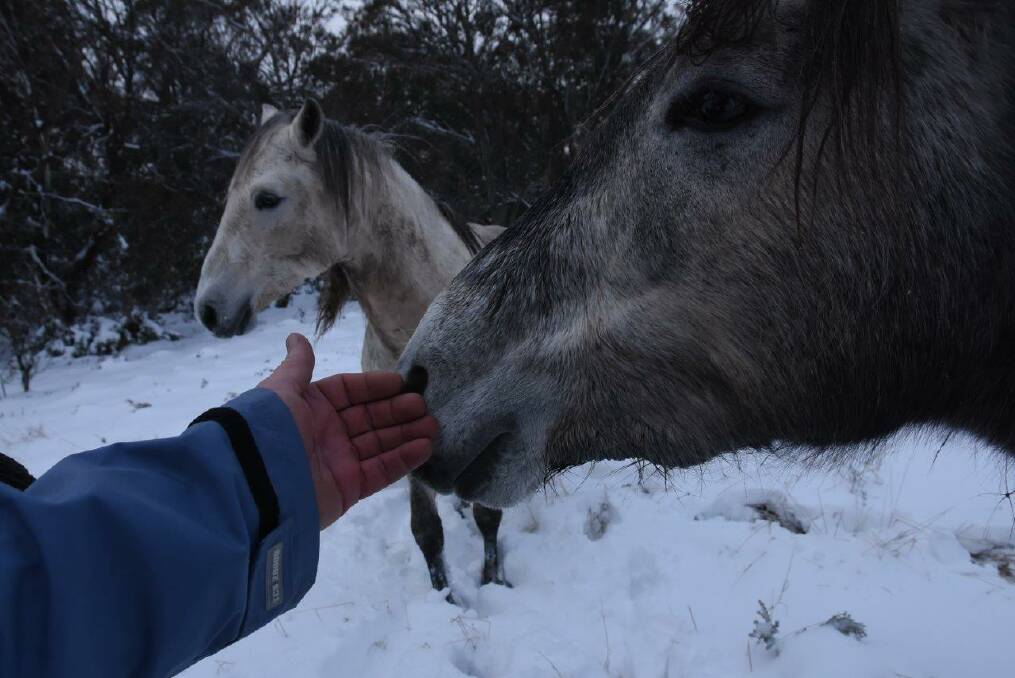 Peter Meusburger pats Wal, with Big Silver the stallion looking on near Kiandra. Photo: Peter Meusburger