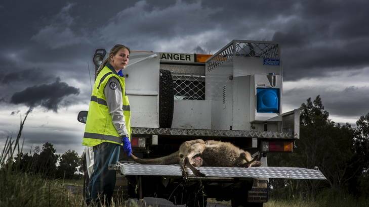 Ranger Nina Bruns lifts a dead kangaroo onto the back of her vehicle in Farrer. Photo: Rohan Thomson