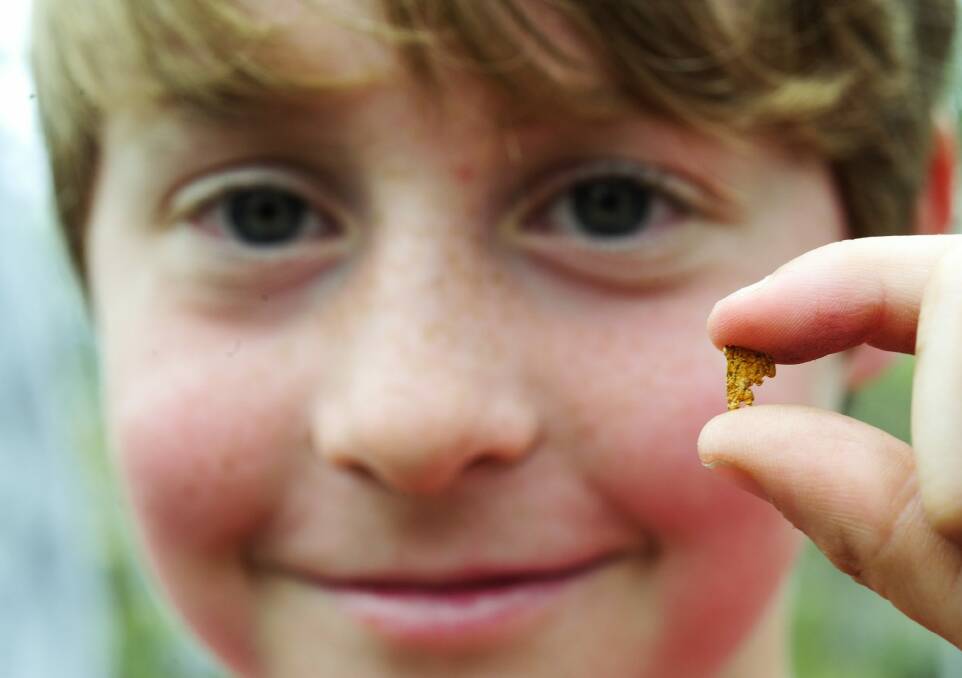 Nugget success: Fraser Naylor-Bell, 9, of Holt holding a piece of gold his dad Jamie Bell found while detecting  near Cooma last week.  Photo: Melissa Adams.