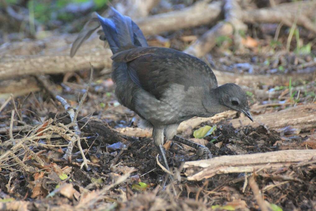 A ''friendly'' female superb lyrebird on the Light to Light track. Photo: Des Clearly