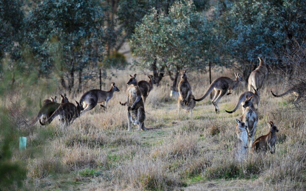 Kangaroos made up more than 90 per cent of roadkill in Canberra. Photo:  Graham Tidy