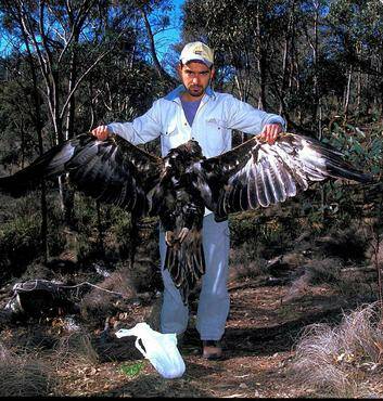 At risk ... A dead wedge-tailed eagle found on Mount Wanniassa in 2004. Photo: Supplied