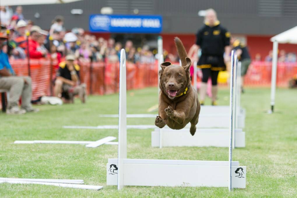 Ziggy the one eyed chocolate lab rescue dog from the Belconnen Bullets performs at the Canberra Show.  Photo: Jay Cronan