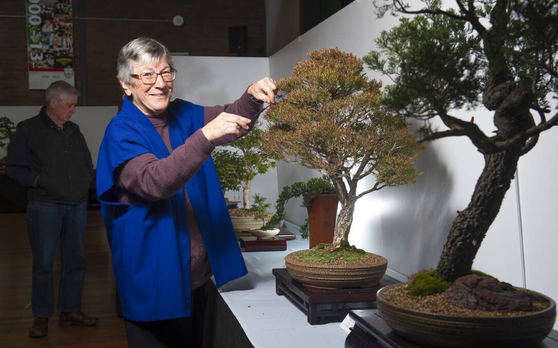 Canberra Bonsai Society former president Ruth McLucas prunes her Australian Paperbark bonsai tree at the show on Saturday. Photo: Elesa Kurtz