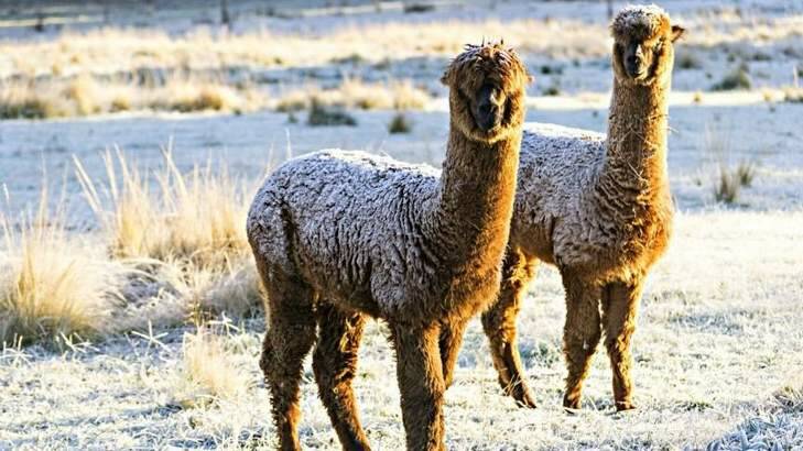 Third place went to this photo of alpacas out on in below-zero temperatures in Gundaroo. Photo: Toni Keen