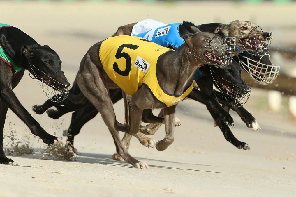 NSW will ban the sport of greyhound racing after a damning report tens of thousands of dogs were being killed.  Photo: Anthony Johnson
