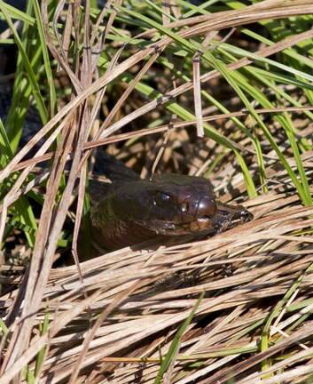 Snakes are starting to emerge from hibernation. Photo: Judith Deland