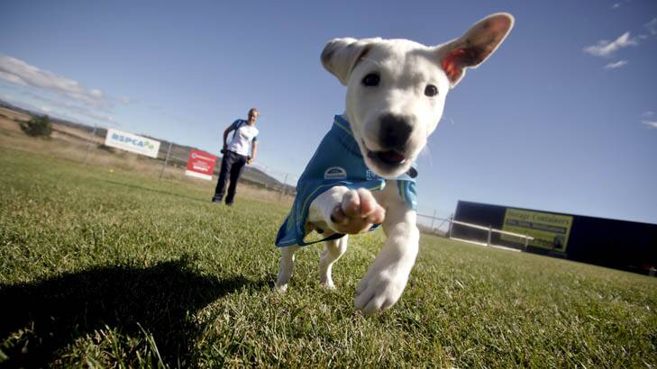 Canberra's RSPCA found homes for 93 per cent of dogs that came in. Photo: Lukas Coch