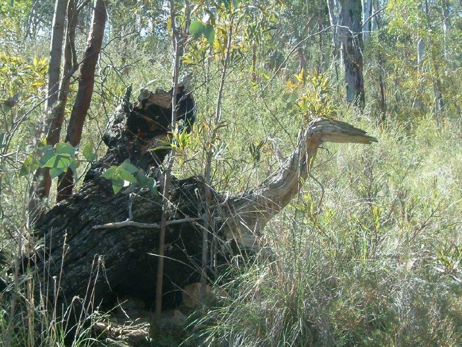  "Emu" spotted in the grass at Fadden Hills. Photo: Julie Lindner