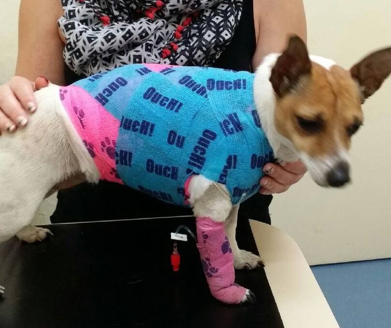 Lolli, the miniature fox terrier, was mauled by a malamute dog in Dunlop and suffered a punctured lung and five broken ribs Lolli weighs only 4.5 kilograms whereas a malamute can weigh more than 40kgs. Photo: Supplied