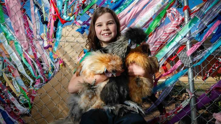 COME HOME TO ROOST: Rachel Huxley, 7, (above) is happy to have new roosters to care for. Photo: Katherine Griffiths