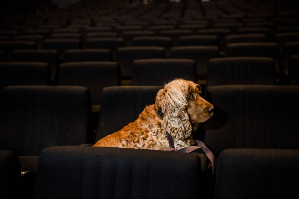  Marcella Zankin's dog Muka auditioned at the Canberra Theatre.


The Canberra Times

Photo Jamila Toderas Photo: Jamila Toderas