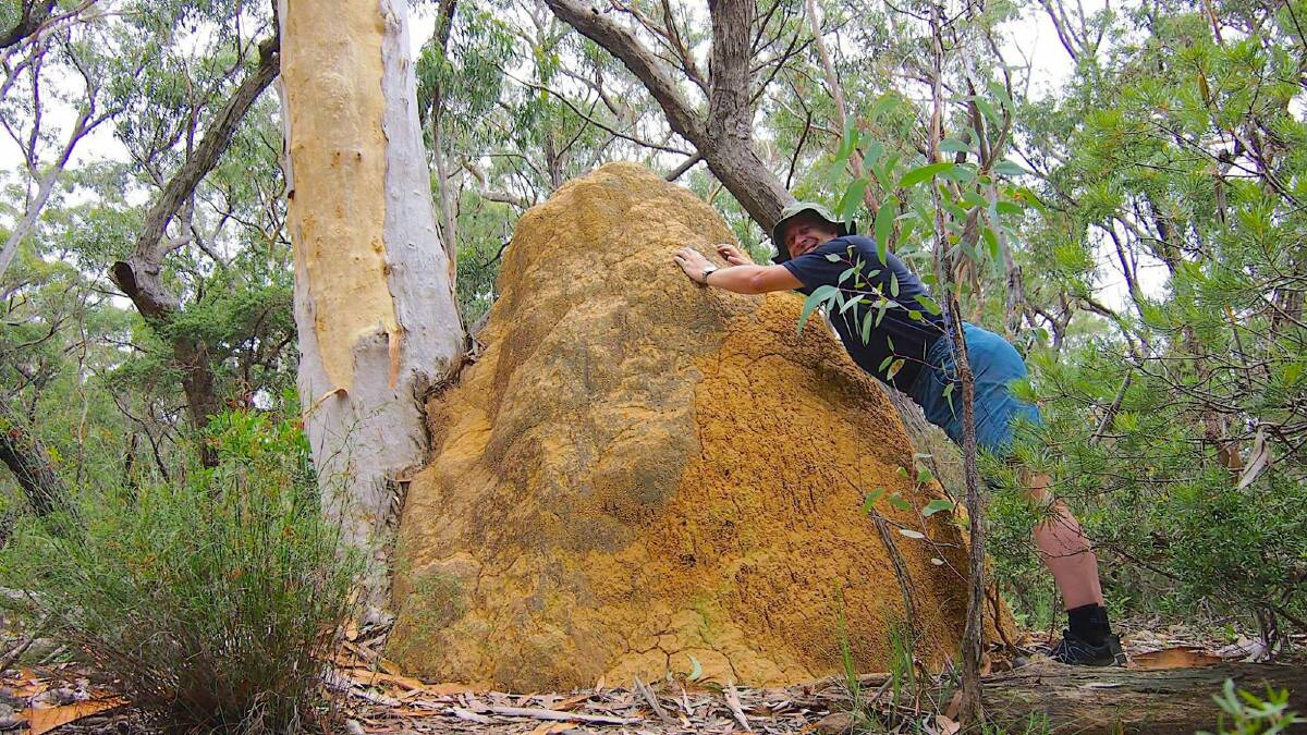 Geocacher Thomas Schulze found this termite mound in Morton National Park. Photo: Thomas Schulze