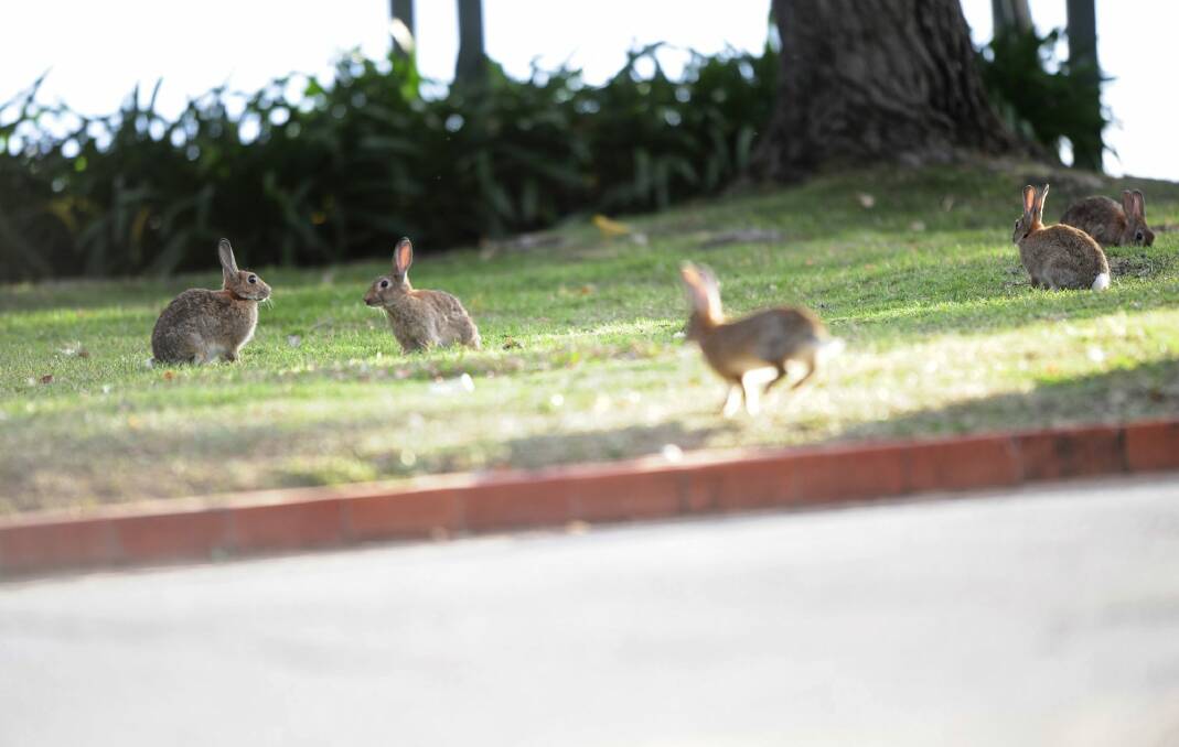 Rabbits near Grevillea Park on the foreshores of Lake Burley Griffin. Photo: Melissa Adams