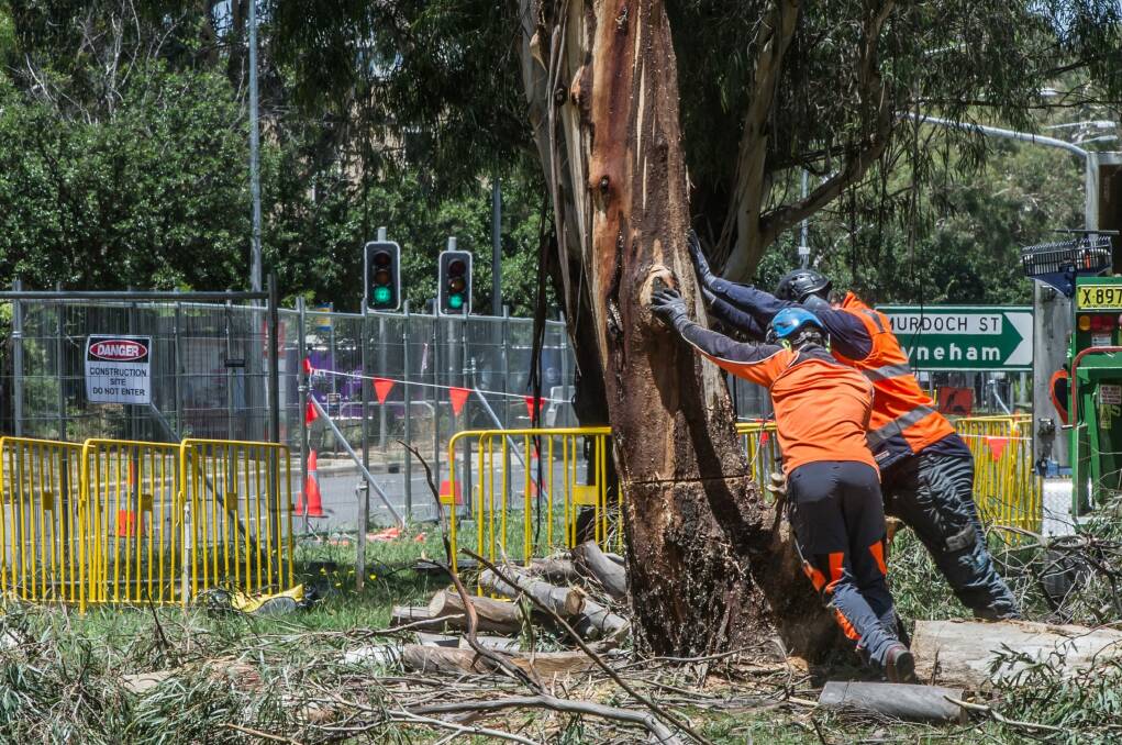 Tree removal begins on Northbourne Avenue on Monday to make way for the light rail. Photo: Karleen Minney