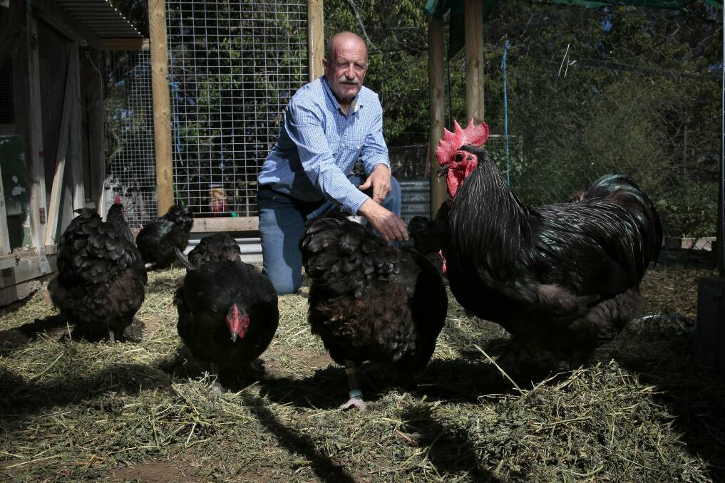 Australorp breeder Peter D'Arcy at his Carwoola property feeding his hens and rooster.  Photo: Jeffrey Chan