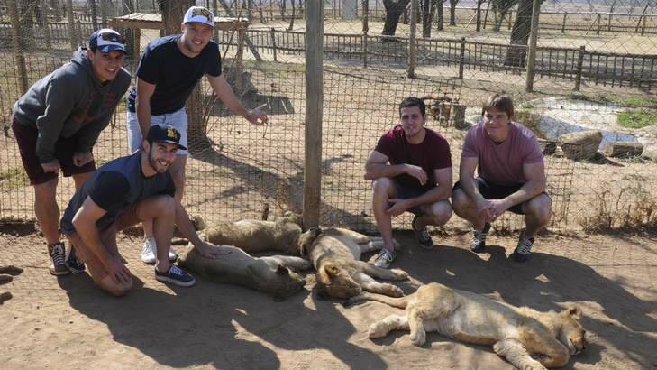 Matt Toomua, Nic White, Jesse Mogg, Ian Prior and Clyde Rathbone at a lion park in Johannesburg. Photo: Chris Dutton
