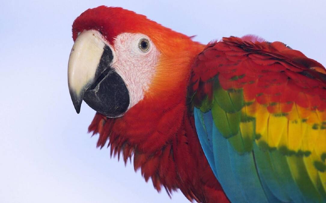 The fabulous Scarlet Macaw.