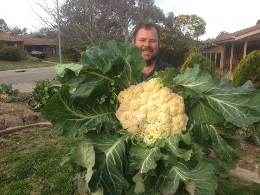 Troy Lloyd with his huge cauliflower. Photo: Rebecca Bourke