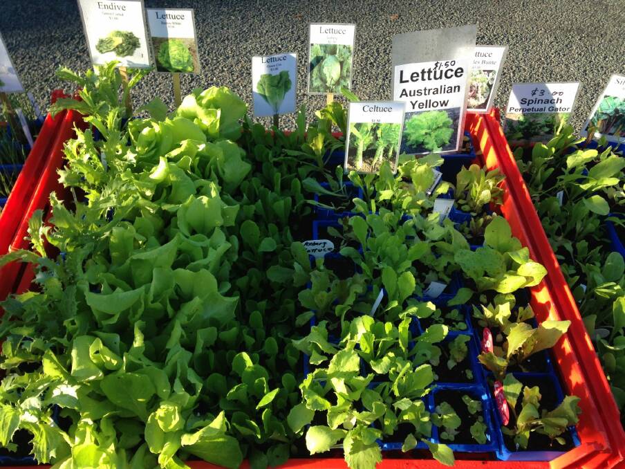Lettuce seedlings on the Kerrs' stall at Jamison Rotary Markets. Photo: Supplied