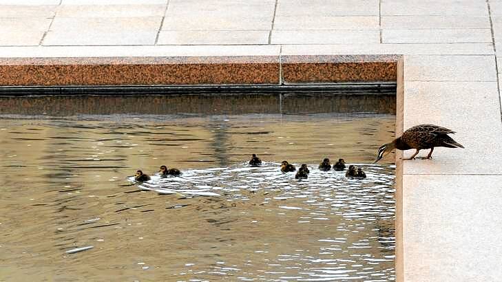 A duck and her ducklings in the pool of reflection. Photo: Graham Tidy