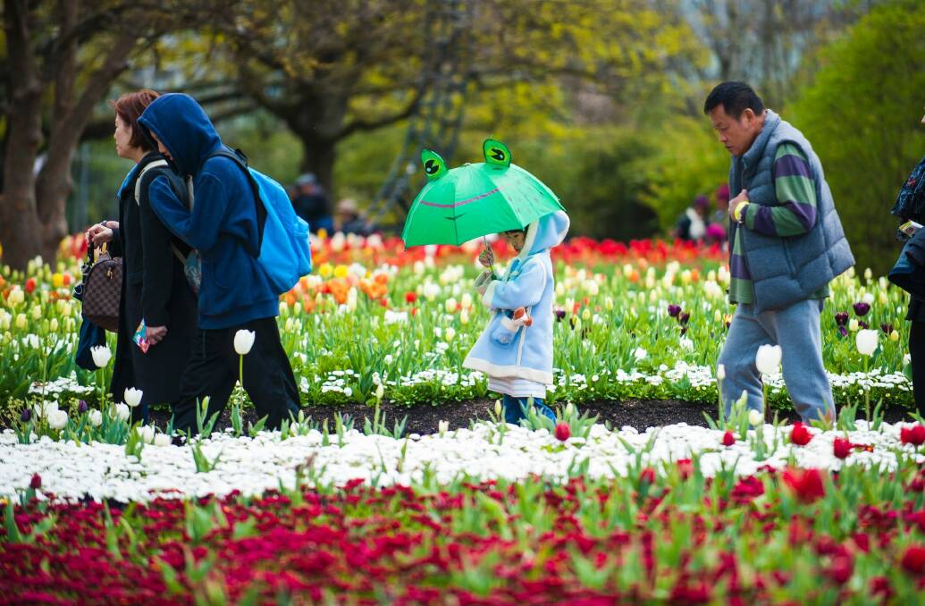 Hsin-yu Huang, 6, from Sydney braves the weather at Floriade on the first day reopening after being closed due to the weather.  Photo: Elesa Kurtz