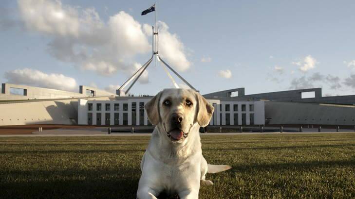 HOUSE DOG: Dusty has found new owners, thanks to ARF. Photo: Supplied