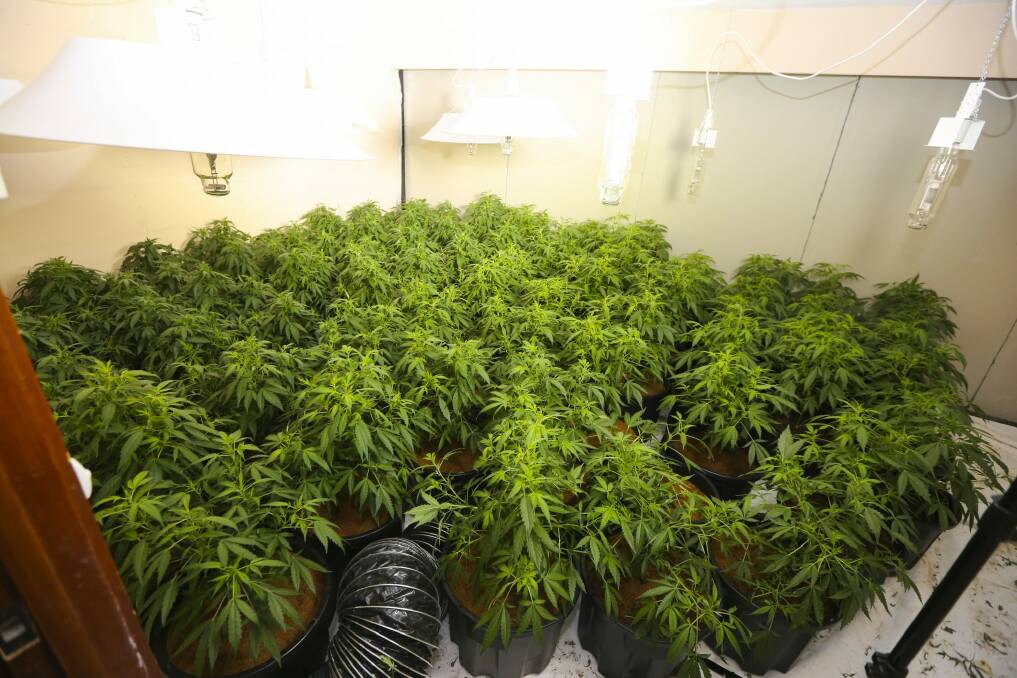 The hydroponic set up was identical to nine other grow houses previously discovered.  Photo: ACT Policing