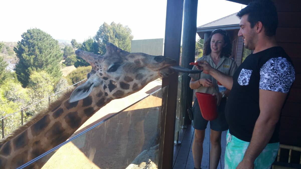 Anthony Marinho helps feed a giraffe from his room balcony. Photo: Elesa Kurtz