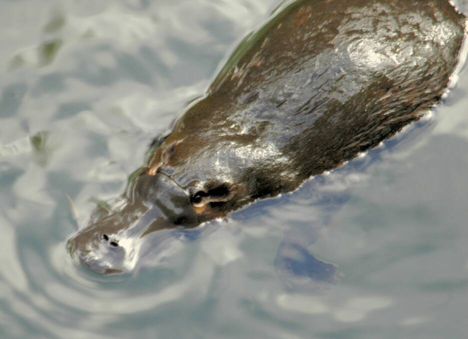 It takes patience to spot a platypus, but when one surfaces it's more than worth it. Photo: Supplied