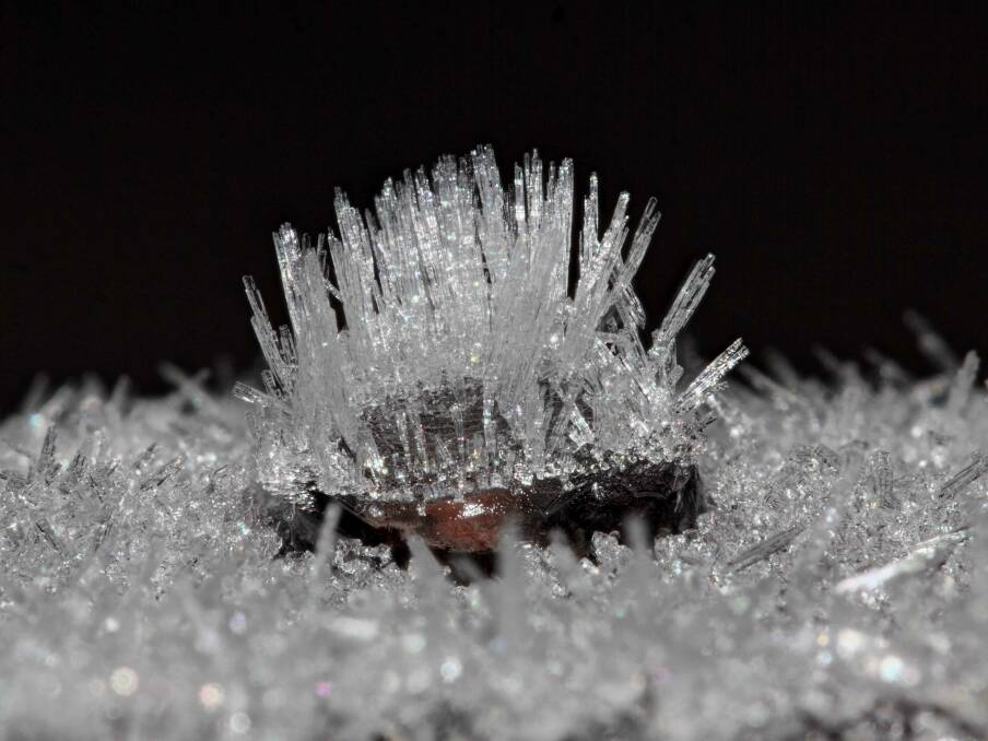 A frozen water droplet covered with hollow rod frost crystals, at Evatt in the early hours of Friday morning. Photo: Tim Leach
