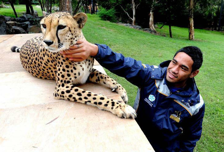 ACT Brumbies player Joseph Tomane pats a cheetah at the National Zoo and Aquarium ahead of their clash with the Free State Cheetahs this Saturday. Photo: Melissa Adams