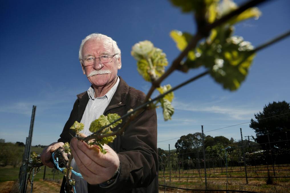 Murrumbateman winemaker Ken Helm said backpackers were not going to come if they were going to be taxed at 32 per cent. Photo: Jeffrey Chan