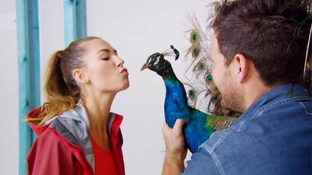 Kate and Harry on House Rules with the infamous peacock. Photo: supplied